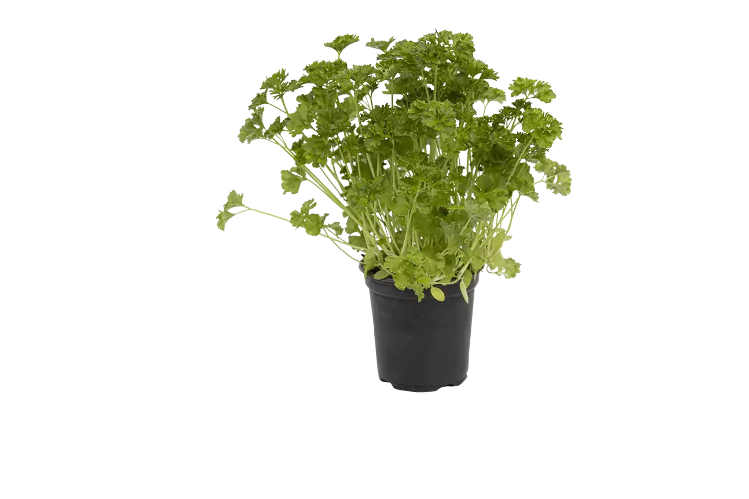 BIO Peterselie in pot doos 2st stuk 1